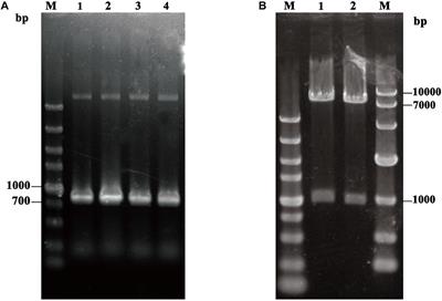 Cell Surface Display of Thermomyces lanuginosus Lipase in <mark class="highlighted">Pichia pastoris</mark>